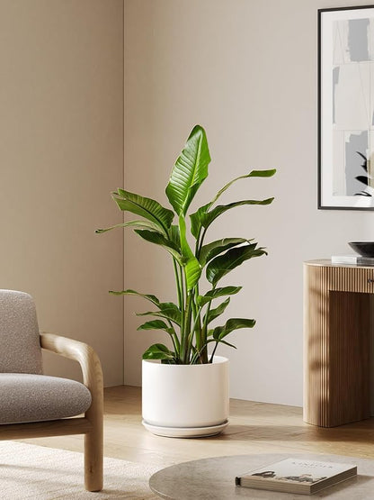 LE TAUCI 12 Inch Pots for Plants, Ceramic Plant Pots with Drainage Holes and Saucers, Elegant and Durable Large Plant Pot, Perfect for Home & Office Decor, White