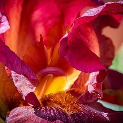 Aera Smart Home Fragrance Diffuser and Moondance Scent Refill Bundle - Alexa Compatible, Hypoallergenic, Family and Pet Safe, App Controlled